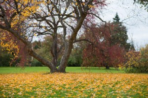 Colourful leaves of the trees
