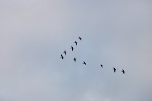 Geese in v formation