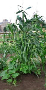 Plants working together